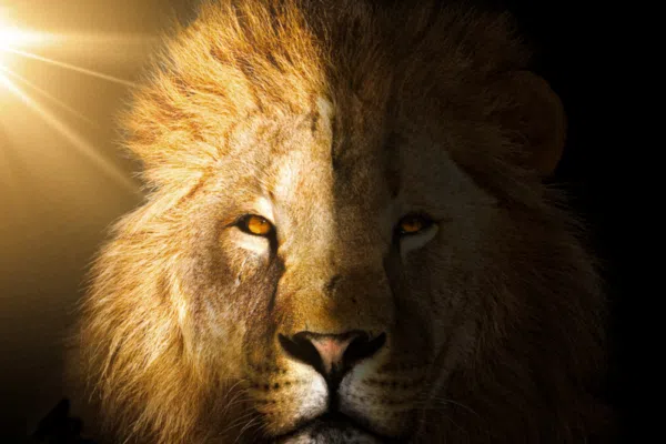 Le coup du lion aux echecs